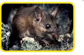 Factors affecting biodiversity Habitat loss The Key Largo cotton mouse has become an endangered