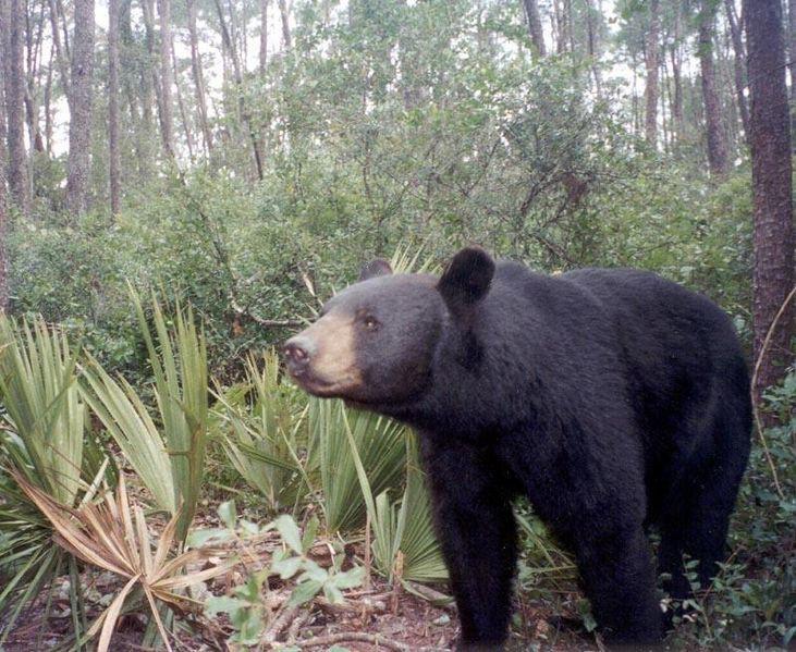 Factors affecting biodiversity Habitat loss The Florida black bear is the only subspecies of black bear living in a subtropical region.