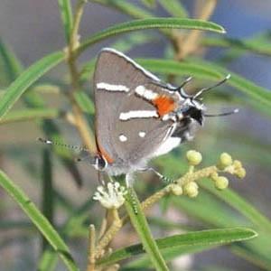 The Bartram scrubhairstreak butterfly is endangered because its habitat, the place where it lives, is
