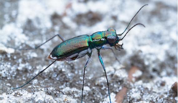 The Miami Tiger beetle, also