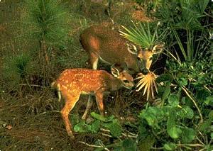 The Florida Key Deer is