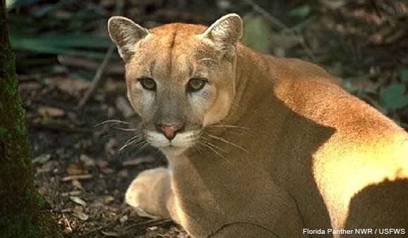 The Florida Panther s habitat is