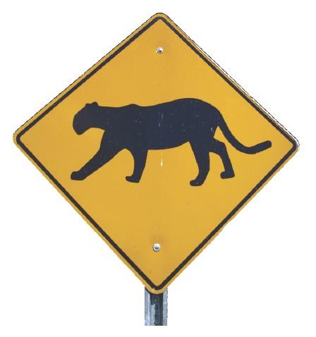 Slow Down for Panthers!