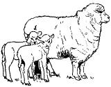 Lamb Mutton Grading Systems (Lamb is meat from less than a year old Mutton is meat from older.) Yield Grade: Yield grade describes the amount of fat within a cut of meat.