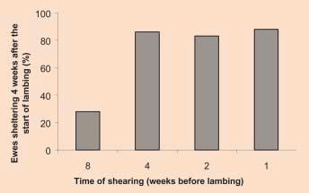 Shearing pre-lambing will increase the tendency of ewes to seek shelter.