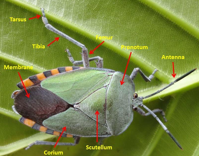 Field Observation of the Giant Shield Bug in Singapore In a small urban city like Singapore, there are relatively few chances to observe live specimen of shield bug in the wild.