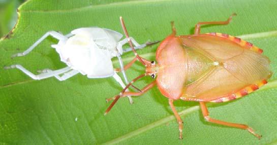 The most recent sighting of a newly molted bug in the same vicinity was on