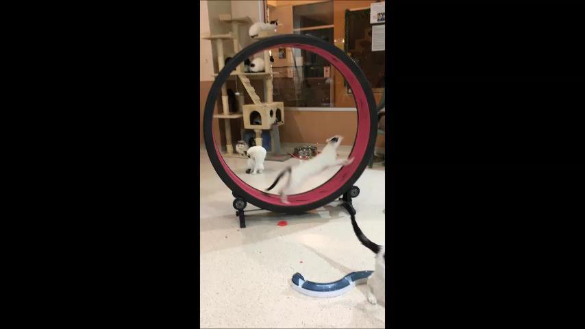 Video Cat Wheel Video