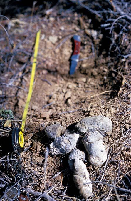 Panther scats sometimes are conspicuously placed on top of a scrape for added olfactory (scent-marking) information (Figures 28 and 29). Deer, hog or raccoon hair may be recognizable in panther scat.