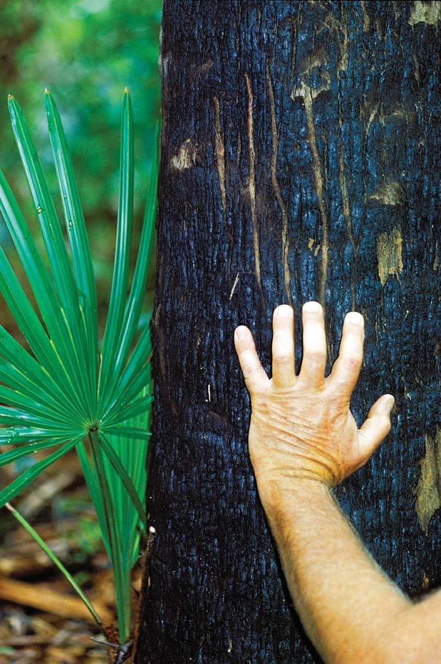 Unlike black bear scent marking on trees (Figure 30), panther claw scratches are most often repeated, with two areas of scratching evident corresponding to the grasping panther s forearms and paws