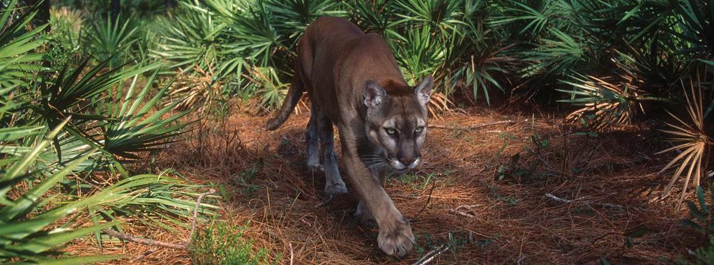 Figure 4. The Florida panther is a solitary animal and prefers to inhabit wilderness areas away from people and development.