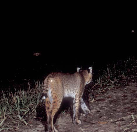 Figure 7. An adult Florida panther has a long tail; its inner legs and belly are pale and without spots and its ears are rounded. Figure 8.