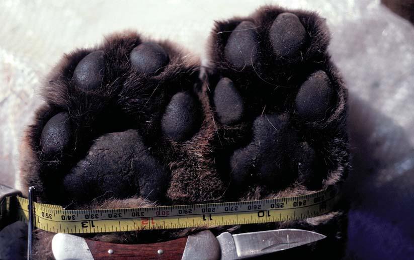 Panther Tracks Just as a human hand has five fingers, a panther s front foot has five toes, but only four register in its track impression: the toe corresponding to the human thumb does not register.