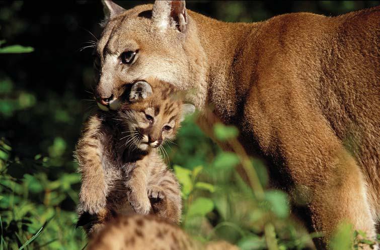 A panther kitten small enough to leave a bobcat-sized track is an infant and will be carried in its mother s mouth instead (Figure 13). Figure 13. A mother puma carries her infant kitten in her mouth.