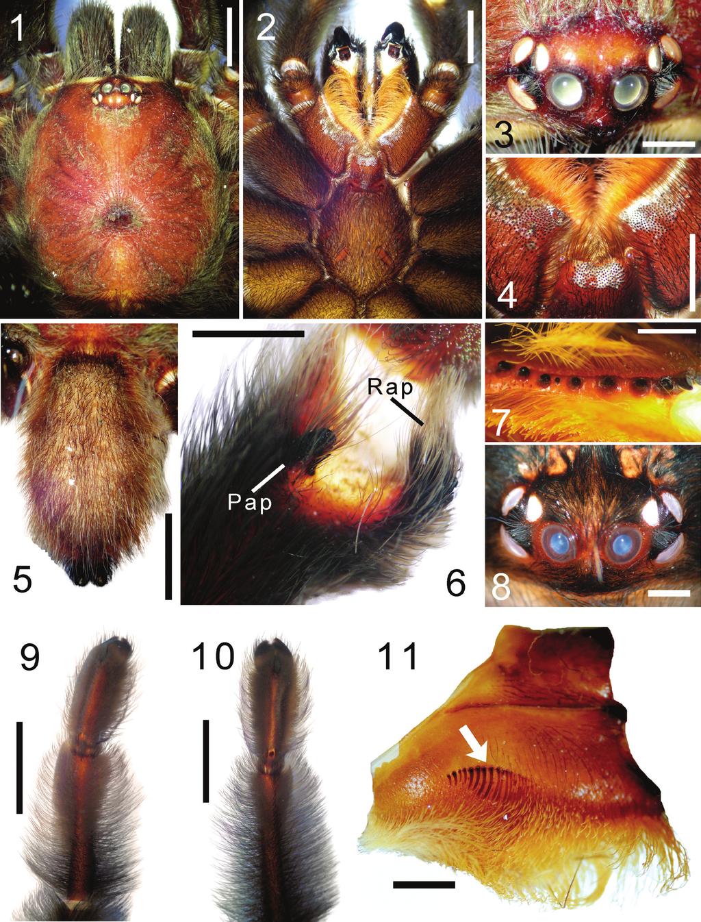 730 Mendoza-Marroquín.- Psalmopoeus victori, new arboreal spider from Mexico Figures 1-11. Psalmopoeus victori sp. nov. Holotype male CNAN T-0086 (1-7, 9-10).