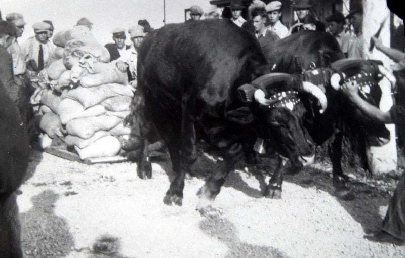 In 1939 in the late fall we bought a pair of four-year-old oxen from Gordon Tufts in West Caledonia.
