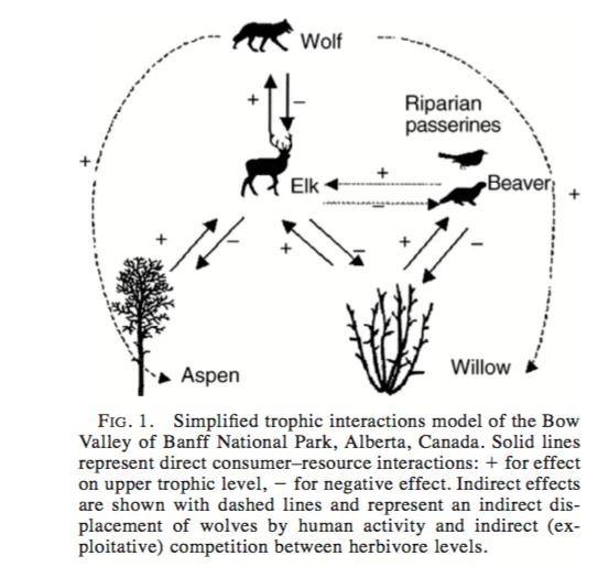 Collection of data surrounding the reintroduction of wolves into YNP. Note. The following vocabulary will help you interpret the graphs on the back of this page.