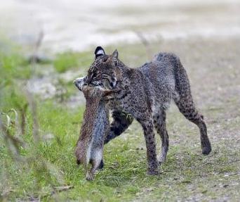 Domestic Cats and Bobcats The bobcat is the most common wildcat in the United States. It is about twice the size of a typical domestic cat.