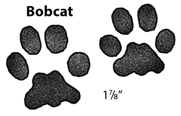 Bobcats prefer woodlands and any flock in the vicinity of woodland areas is at risk. A bobcat may eat an entire bird in a single feeding and/or carry a carcass or two away.