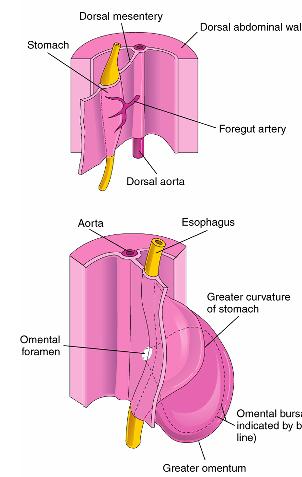 Foregut Stomach