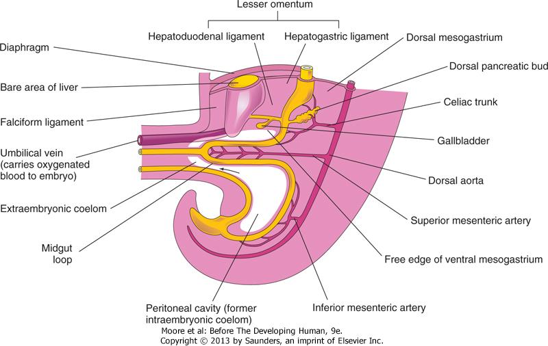 Midgut -- small intestine, cecum, appendix, ascending colon, right 2/3 of