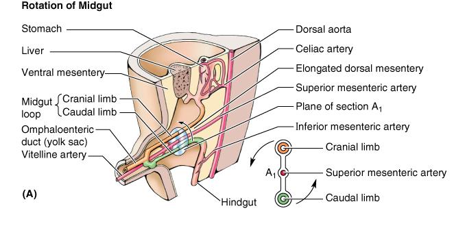 Midgut midgut loop -- physiological umbilical herniation -- no
