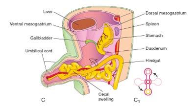 bladder & most of urethra --
