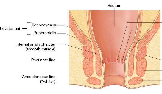 inferior rectal (internal pudendal) ANS columnar painless inferior rectal n.