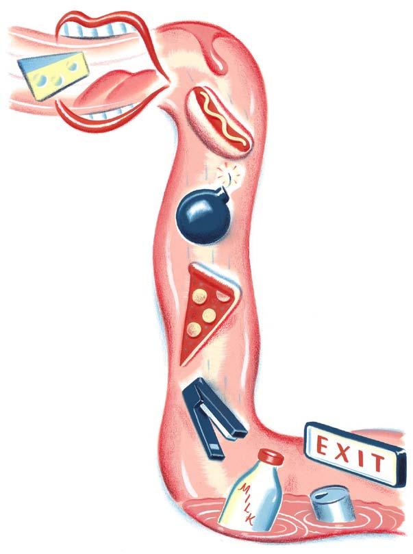 Alimentary system 1.