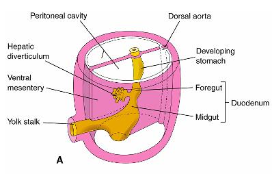 Foregut Stomach -- the dorsal border grows faster than the ventral border -- rotate 90 degrees in a clockwise direction -- ventral border (lesser