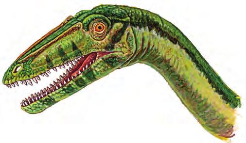 Coelophysis resembles other early dinosaurs in being bipedal (moved by means of its two rear legs) with a fully erect gait.