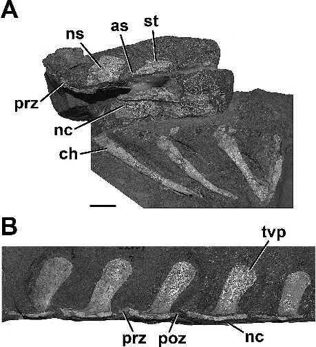 CARRANO ET AL. NEW INFORMATION ON SEGISAURUS 837 theropod and prosauropod patterns (Fig.