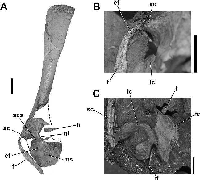 838 JOURNAL OF VERTEBRATE PALEONTOLOGY, VOL. 25, NO. 4, 2005 FIGURE 5. Left pectoral girdle of Segisaurus halli, UCMP 32101. A, lateral view of articulated elements.