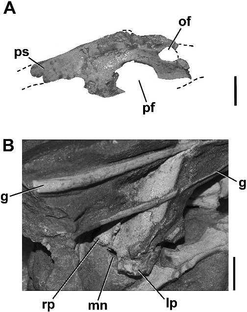 840 JOURNAL OF VERTEBRATE PALEONTOLOGY, VOL. 25, NO. 4, 2005 FIGURE 7. Pubis of Segisaurus halli, UCMP 32101. A, proximal end of left pubis in lateral view.