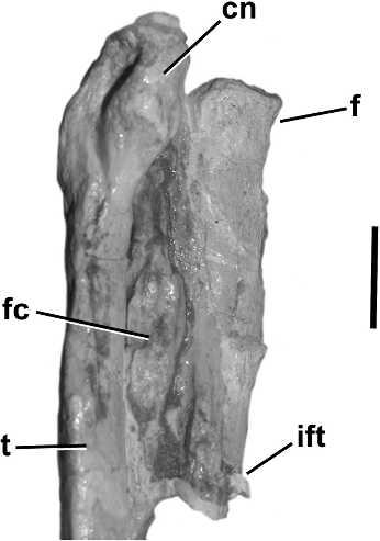 CARRANO ET AL. NEW INFORMATION ON SEGISAURUS 841 FIGURE 9. Pubis and ischium of Segisaurus halli, UCMP 32101. A, ischial midshafts in cross section, proximal view.