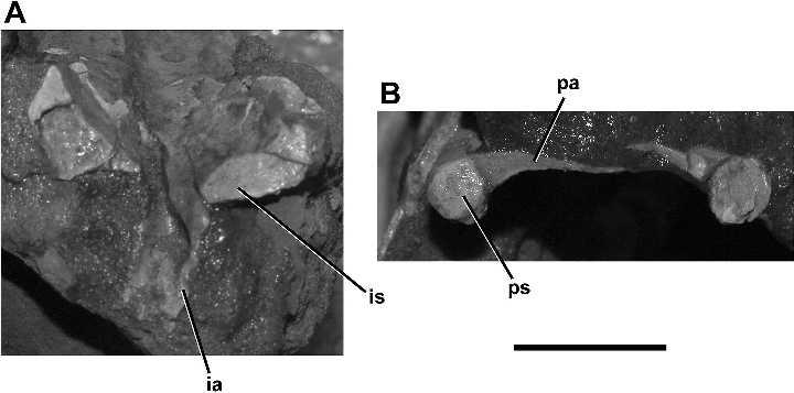 the coelophysoid condition, which would involve an anteromedial orientation of the head (Carrano, 2000).