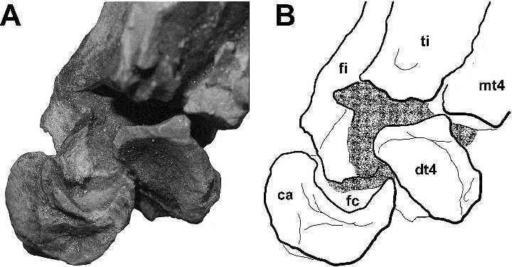 842 JOURNAL OF VERTEBRATE PALEONTOLOGY, VOL. 25, NO. 4, 2005 FIGURE 11. Left tarsus of Segisaurus halli, UCMP 32101, in oblique anteromediodistal view. A, photograph. B, interpretive drawing.