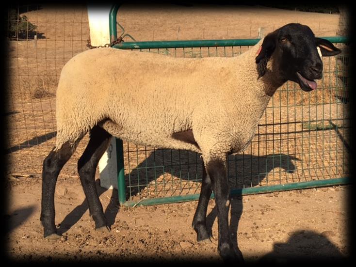 We have been raising purebred registered sheep for almost 70 years and are located in Monterey County.