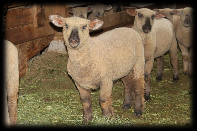 Sustainable Ewe Farms is a small ranch outside of Grass Valley, California, which consists of 5 acres.