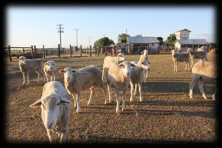 JSK Columbias began in 1992 when we purchased our first few purebred Columbia ewes.