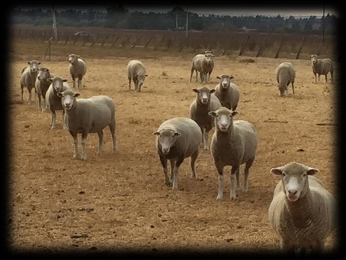 We got our start in Dorsets when we bought out Dr. Fred Groverman's flock in 2010. We now have about 75 Dorset ewes bred to Dorset rams.