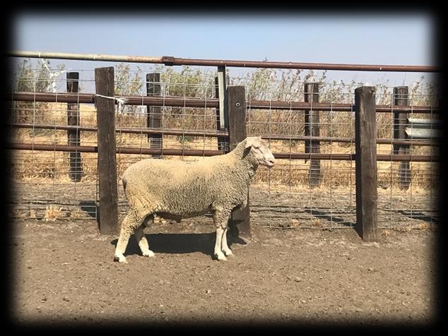 Our maternal composite sheep (3/8 Finn 3/8 Targhee 1/4 Rambouillet) is a cross that has over 48 years of genetic selection for consistent performance in prolificacy, wool quality, durability, and