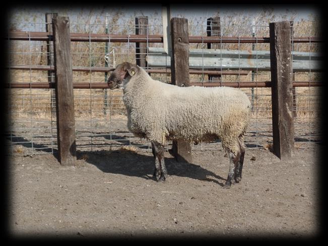 Our terminal composite sheep (1/2 Suffolk ¼ Texel ¼ Columbia) is a cross that we developed about 15 years ago in meeting the goal of having rams that are easy keeping, have better longevity, be more