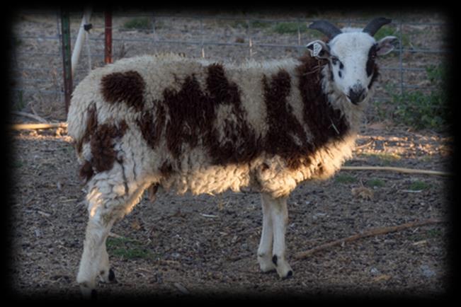 Meridian Jacobs farm is located in Solano County, north of Vacaville. Owners, Robin and Dan Lynde, raise Jacob sheep with an emphasis on high quality wool and attention to breed standard.