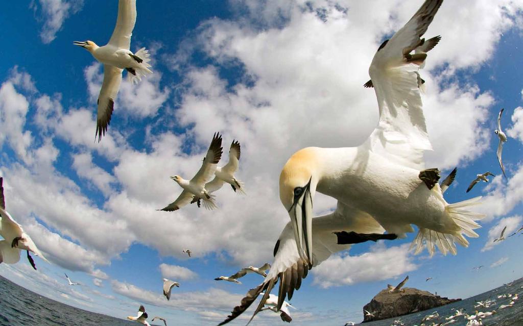 Field of vision. Northern gannets migrate thousands of kilometres annually, probably using magnetism as well as the Sun, stars and smell to navigate.