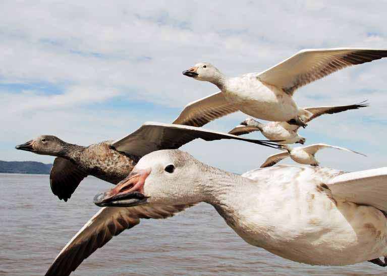 Nose about. Snow geese fly more than 5000km south from North America annually.