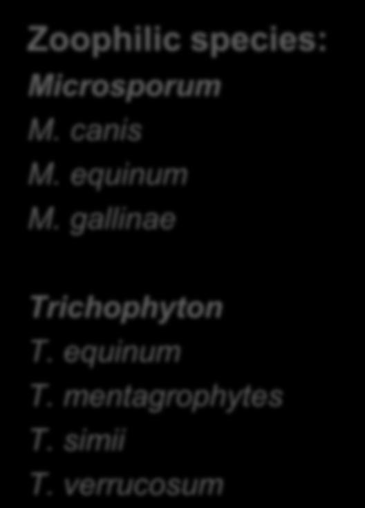 Dermatophytes The most frequent species in human: Trichophyton rubrum