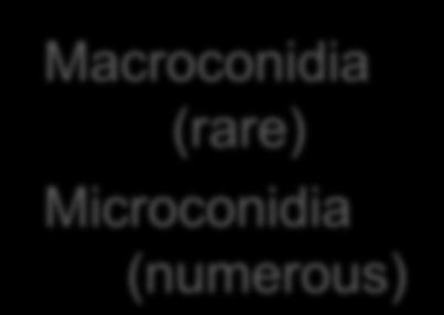 Microconidia