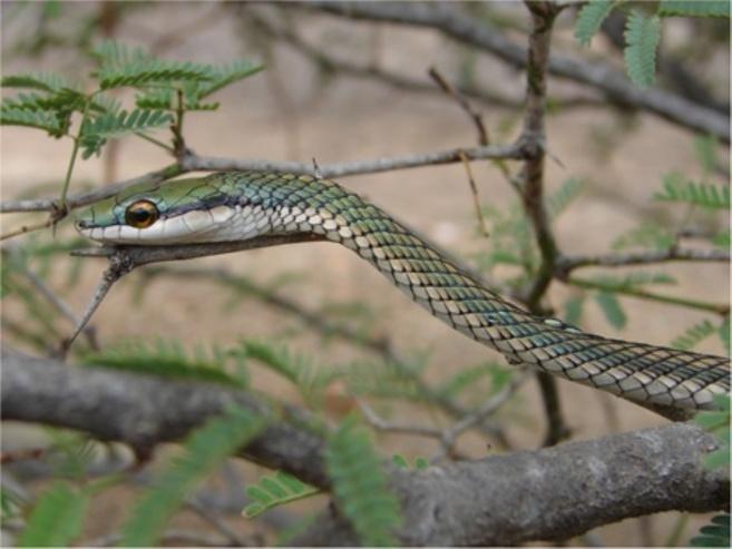 Medicinal products that are derived from this species are used to treat rheumatism and snake bites [33]. Colubridae family Drymarchon corais (Boie, 1827) (Figure 26) - Common name: Indigo Snake.
