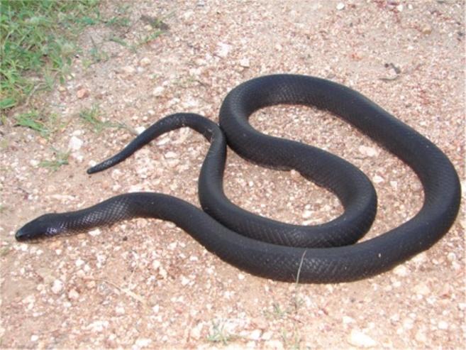 occur in the Caatinga. Spilotes pullatus (Linnaeus, 1758) (Figure 29) - Common names: Tiger snake, caninana.
